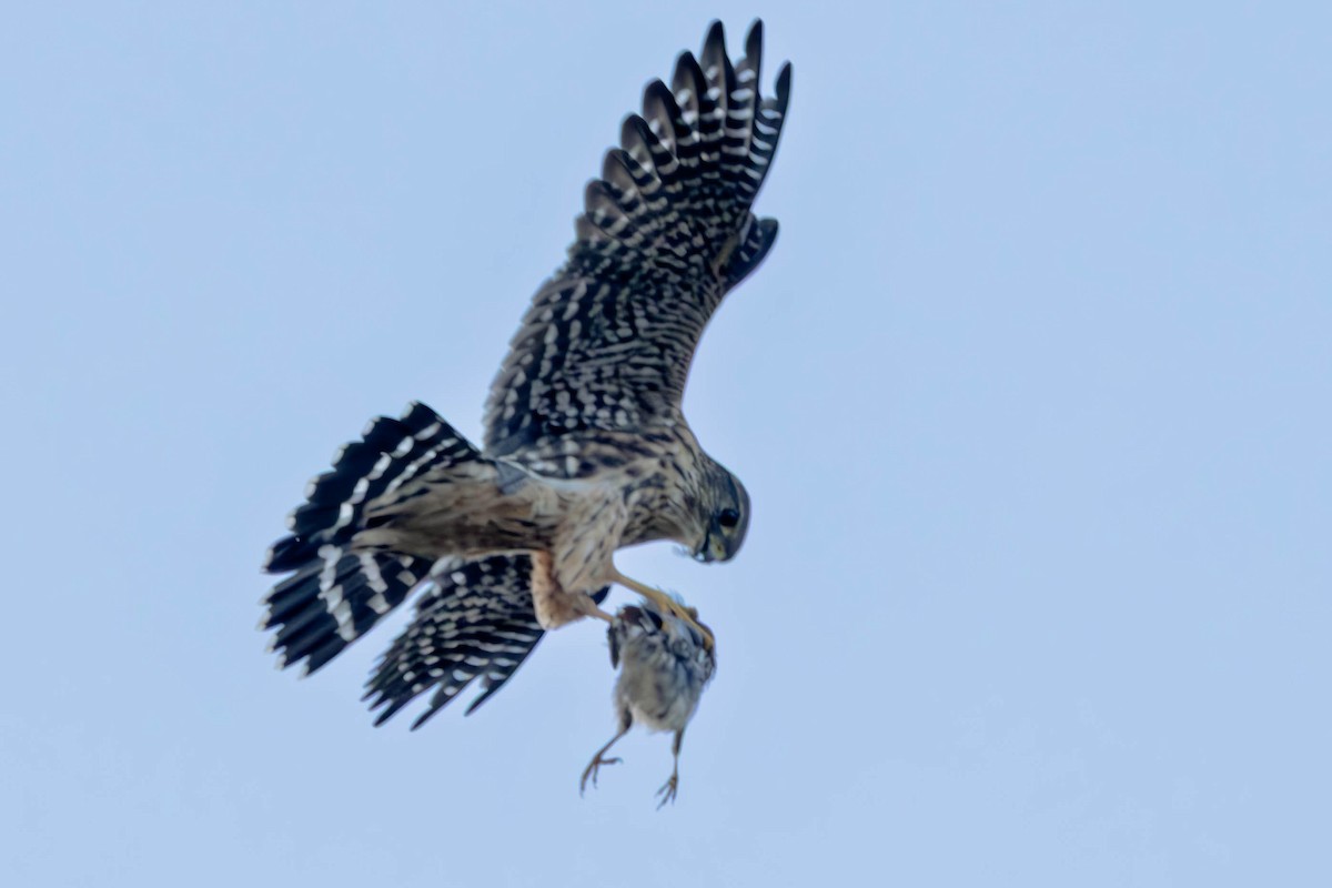 dvergfalk - ML645564592