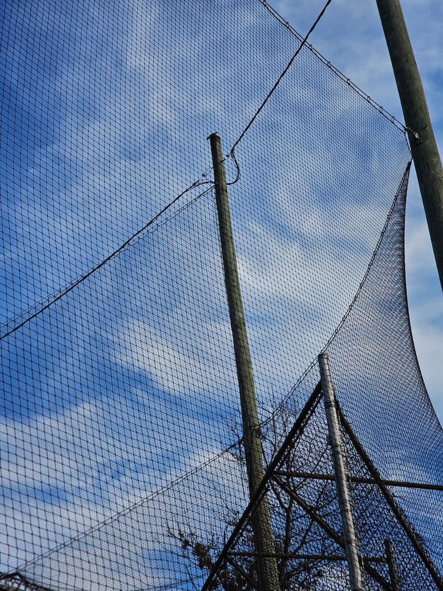 dvergfalk - ML645564593