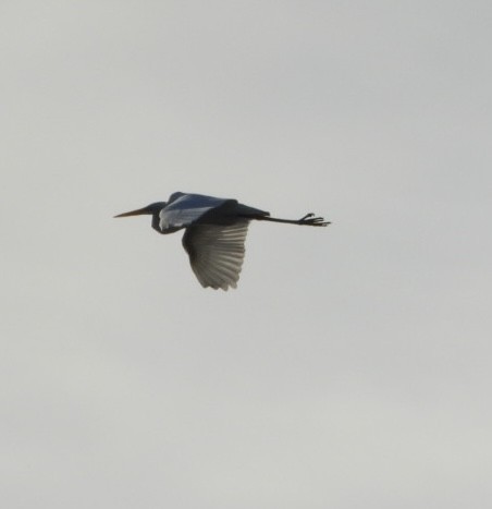 herodiashegre - ML645564594