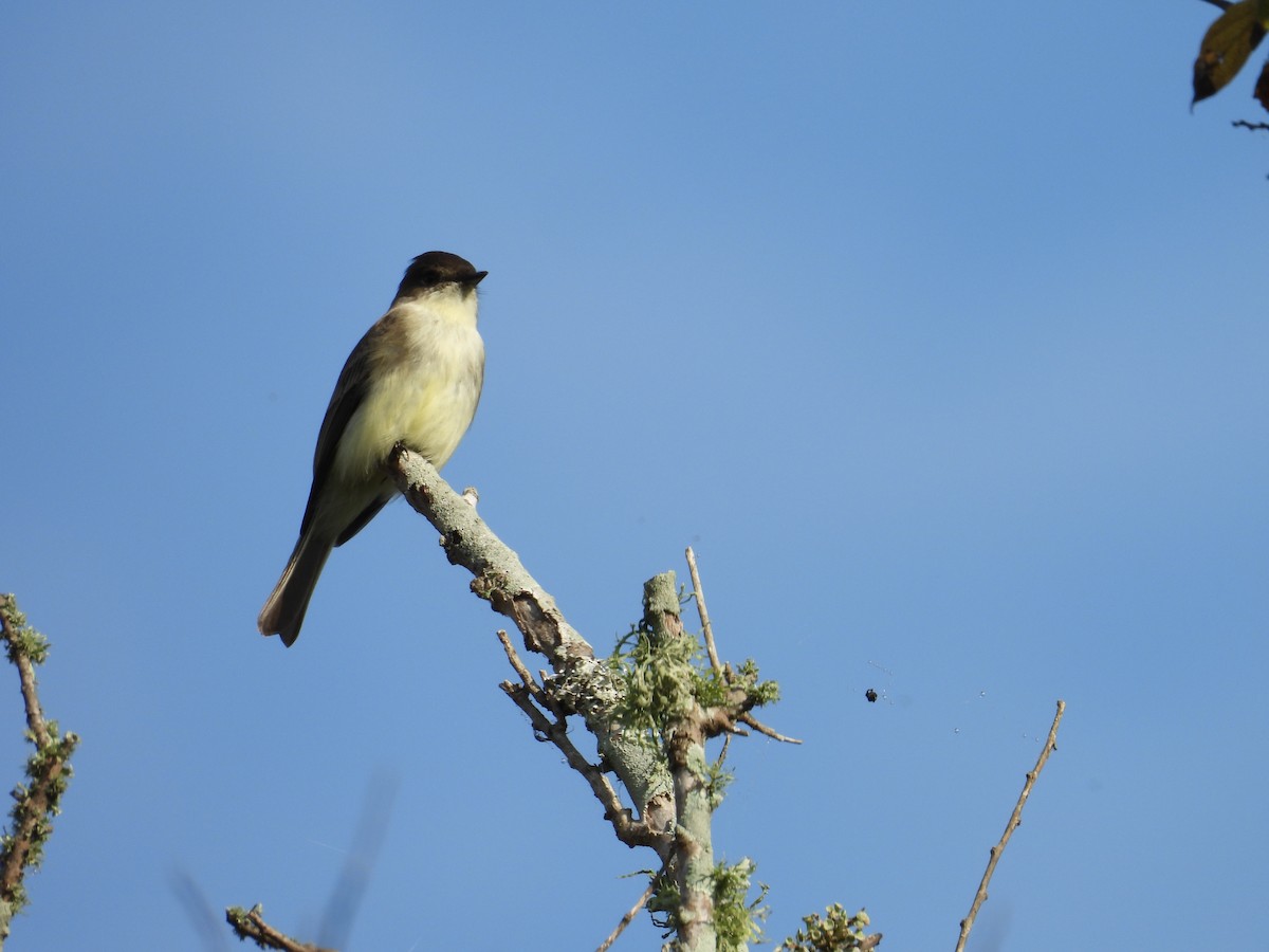 gråfibi - ML645564595