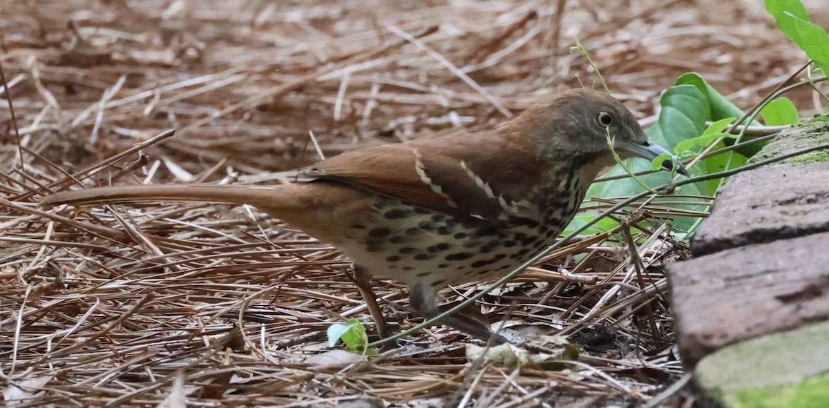 brunspottefugl - ML645564596