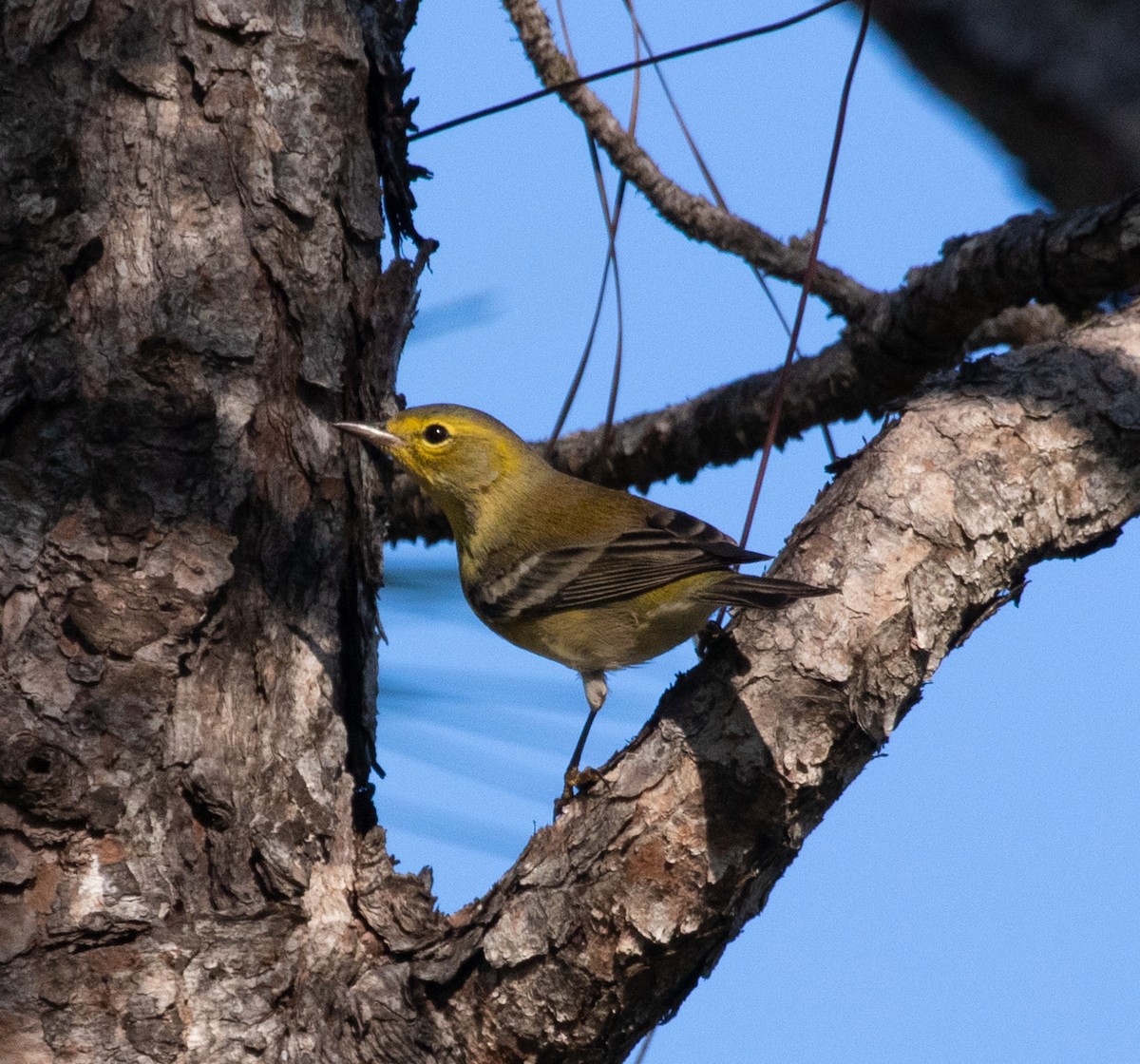 furuparula - ML645564597