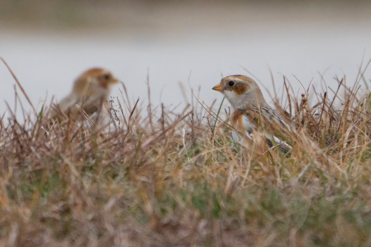 snøspurv - ML645564598