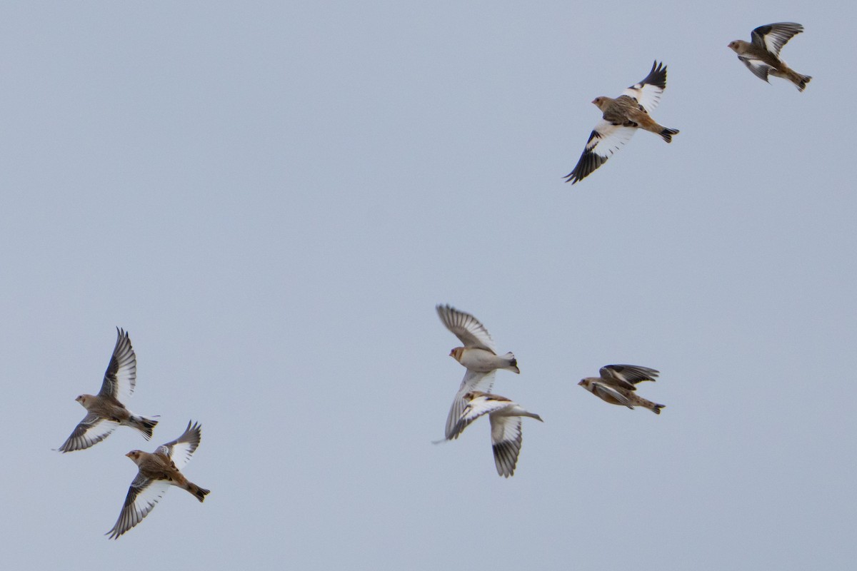 snøspurv - ML645564599