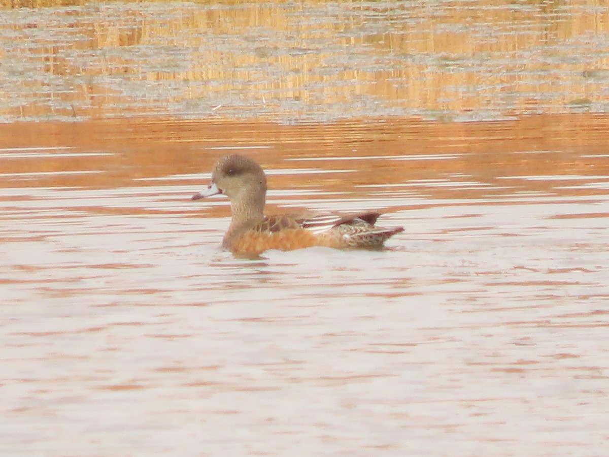 amerikablesand - ML645564600