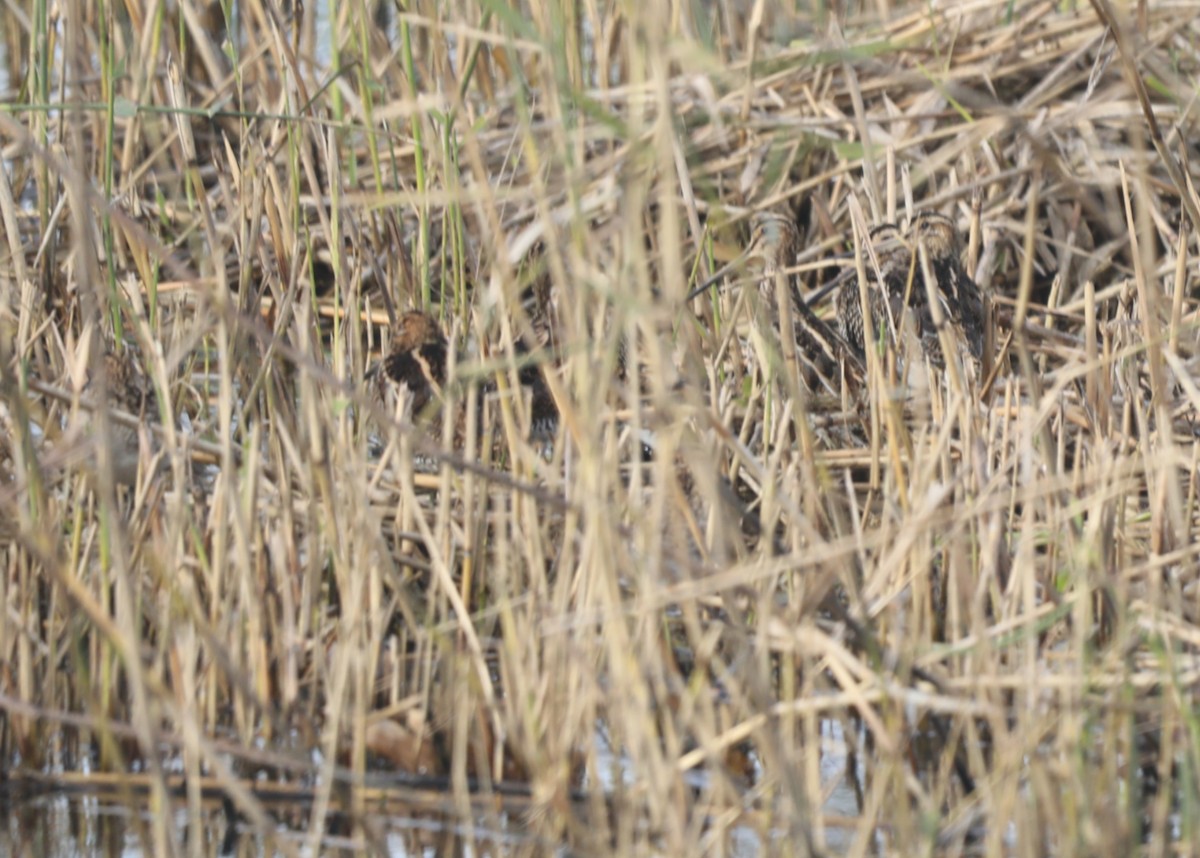 enkeltbekkasin - ML645564601