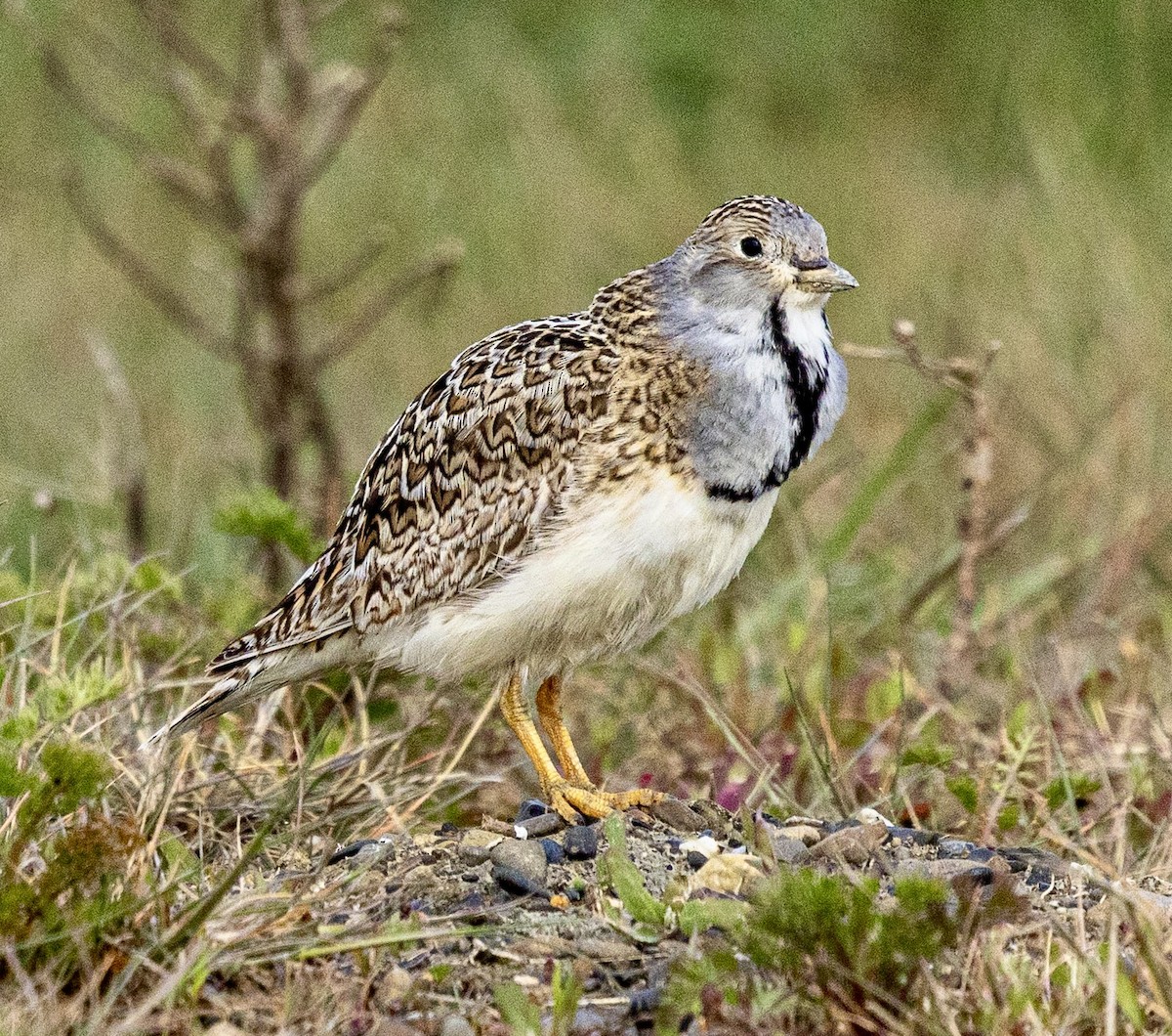 dvergrypesnipe - ML645564604