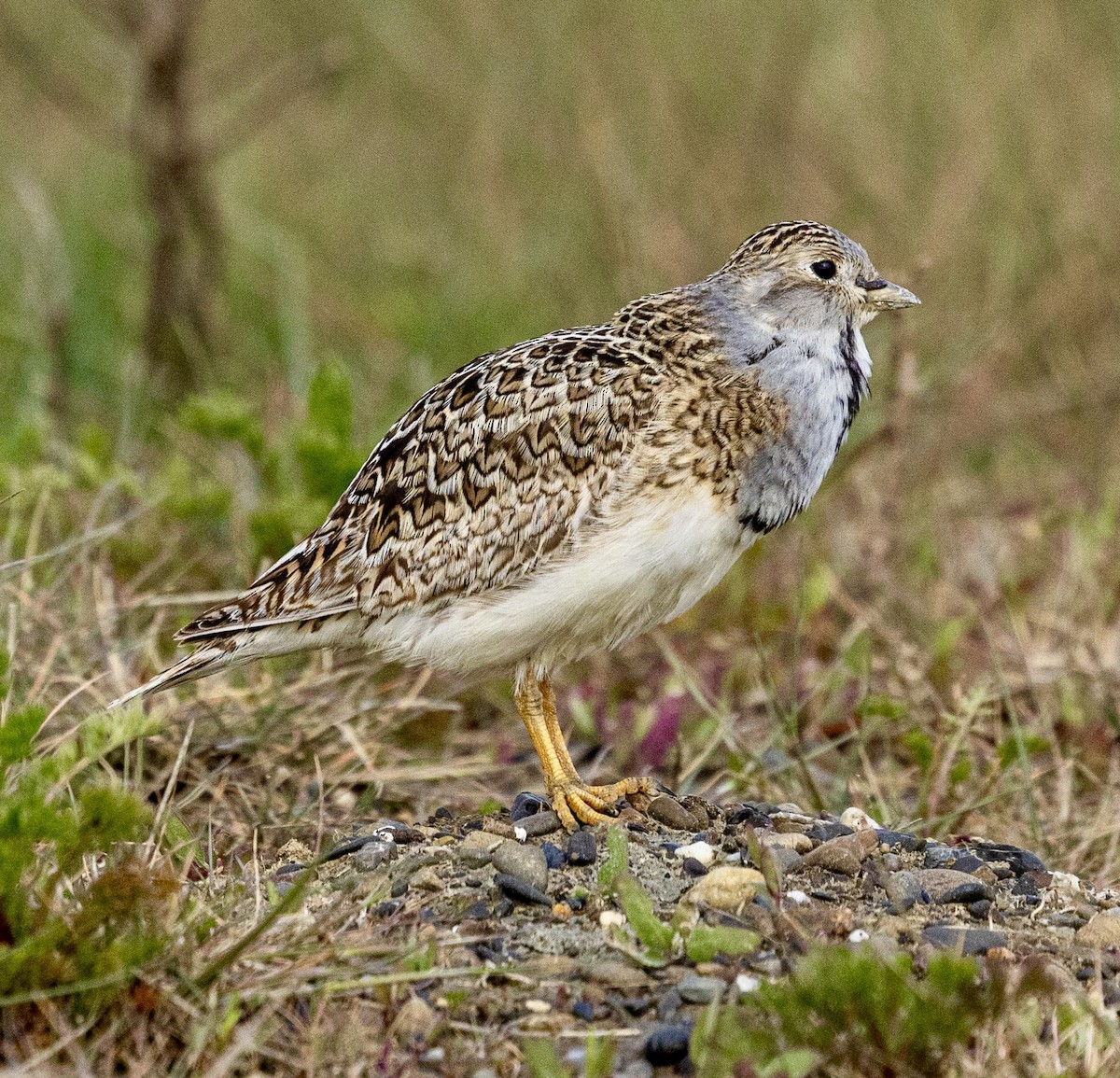 dvergrypesnipe - ML645564606
