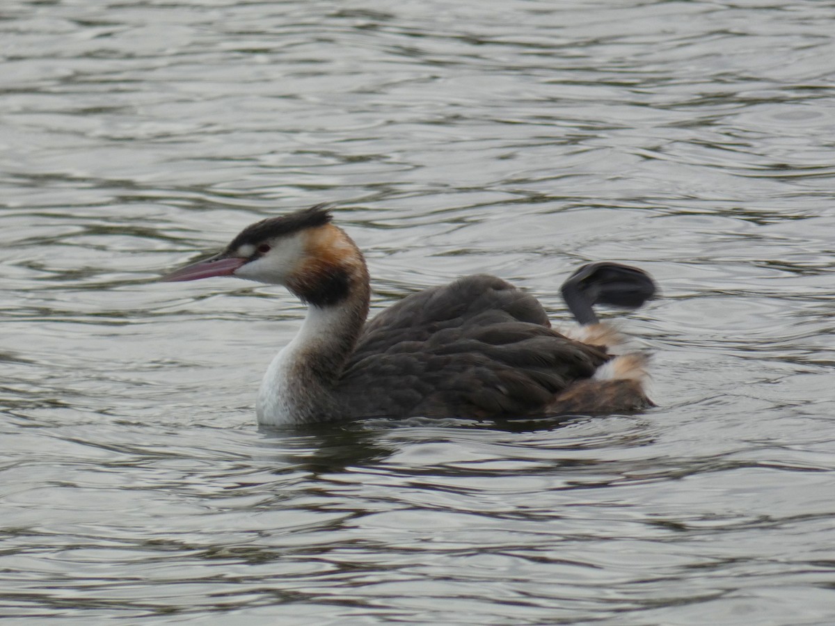 toppdykker - ML645564608