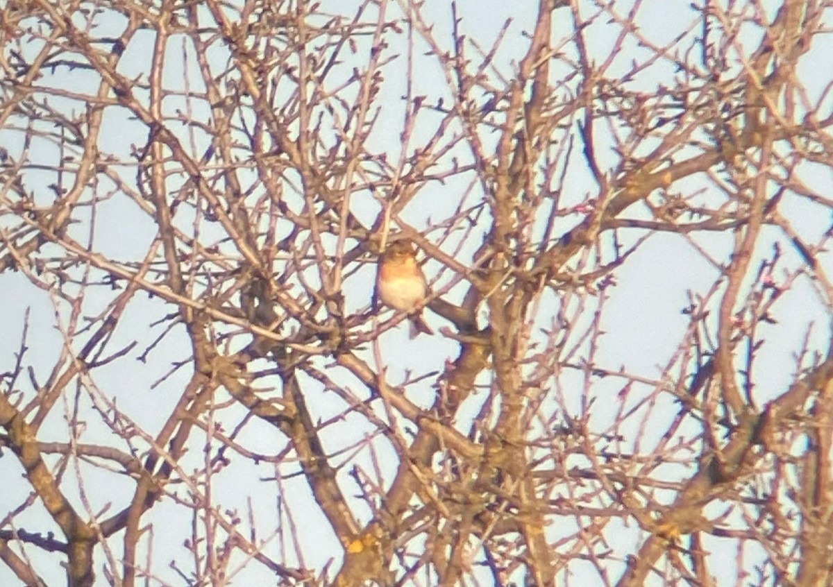 bjørkefink - ML645564611