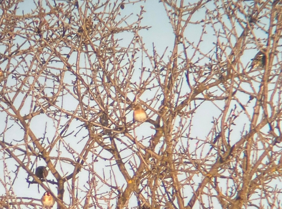 bjørkefink - ML645564612