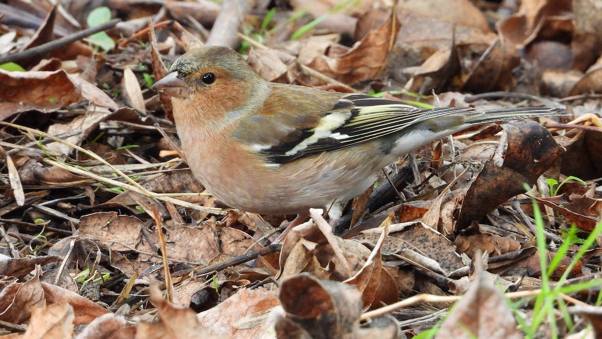 bokfink - ML645564613