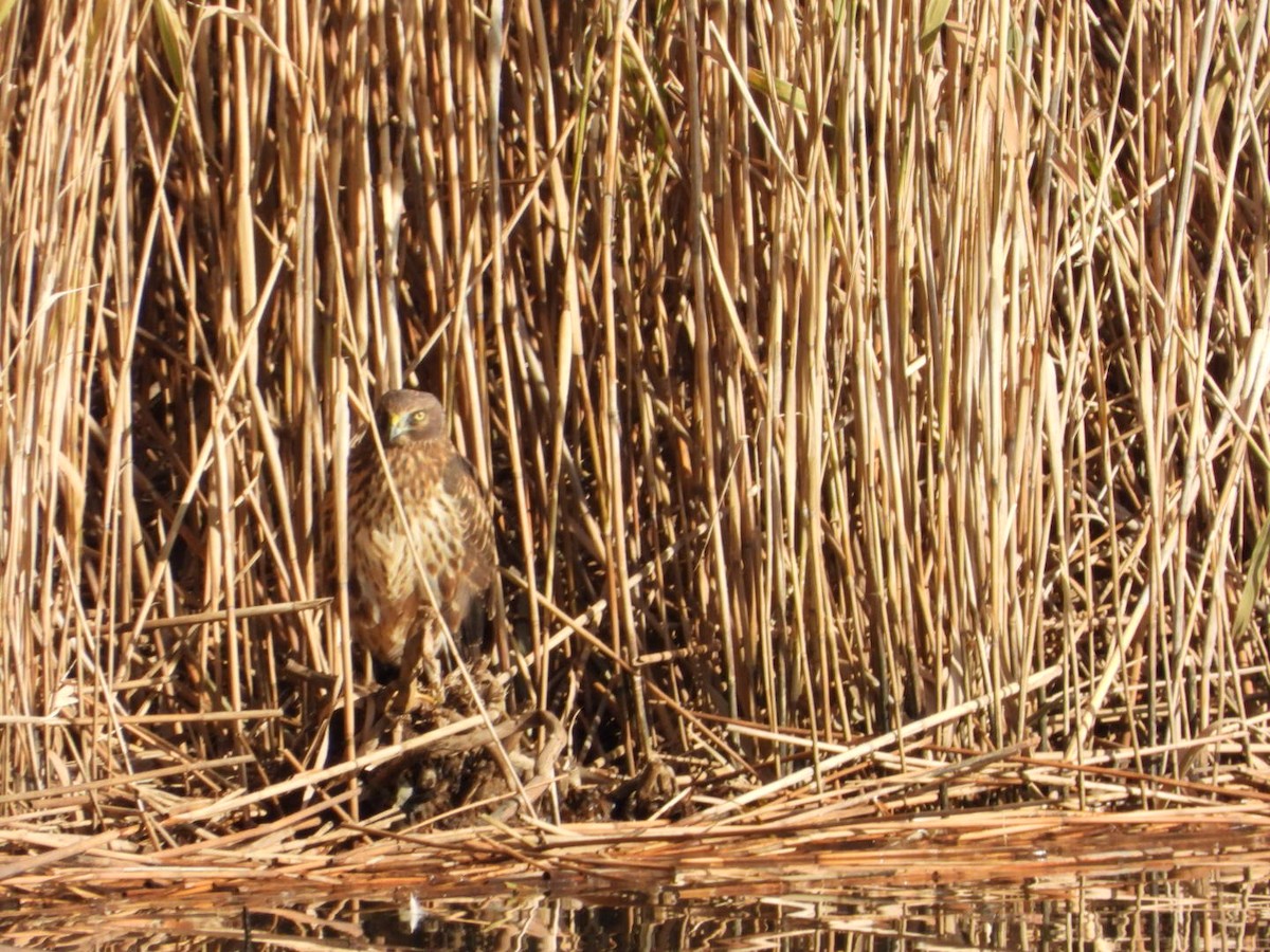 mørkmyrhauk - ML645564615