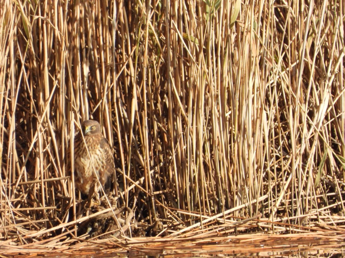 mørkmyrhauk - ML645564616