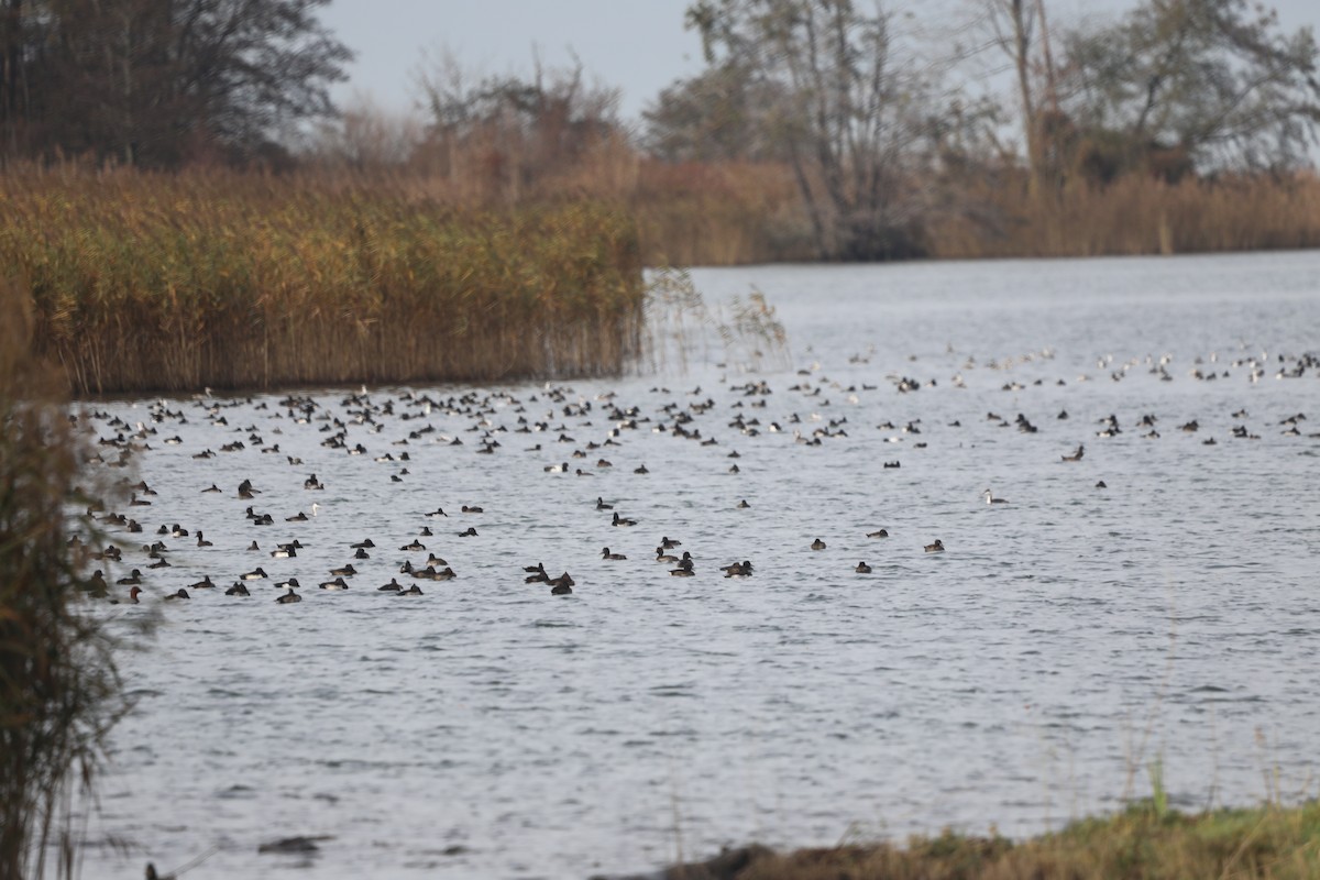 toppand - ML645564620