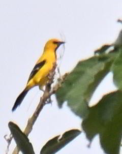 gultrupial - ML645564628