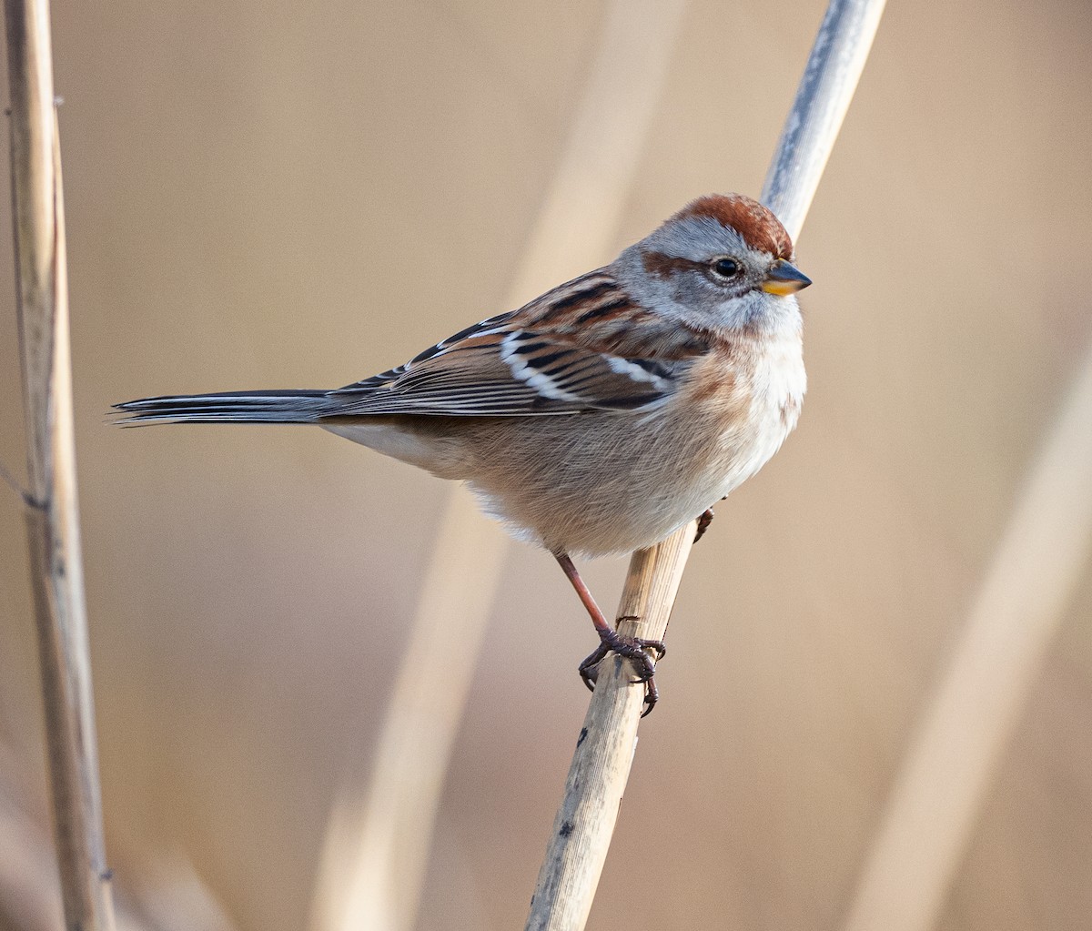 strnádka pokřovní - ML645564633
