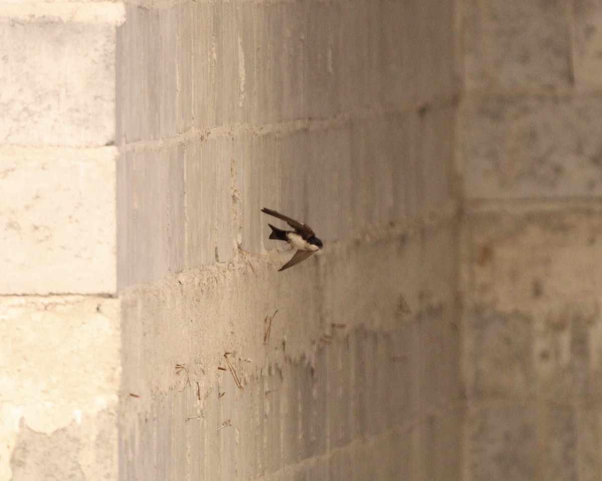 vlaštovka modrobílá - ML645564639