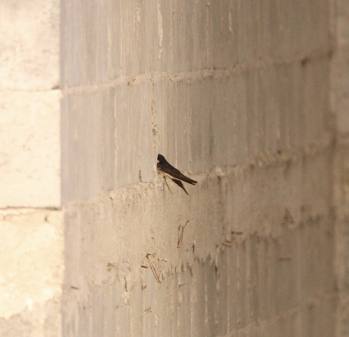 vlaštovka modrobílá - ML645564640