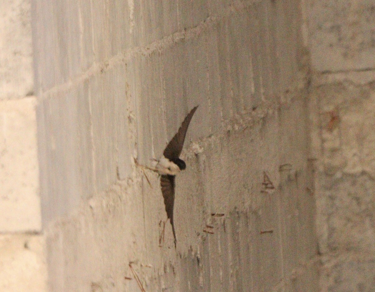 vlaštovka modrobílá - ML645564641