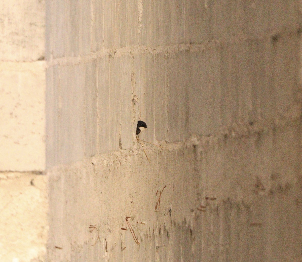 vlaštovka modrobílá - ML645564642