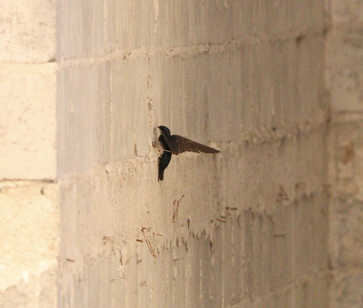 vlaštovka modrobílá - ML645564643