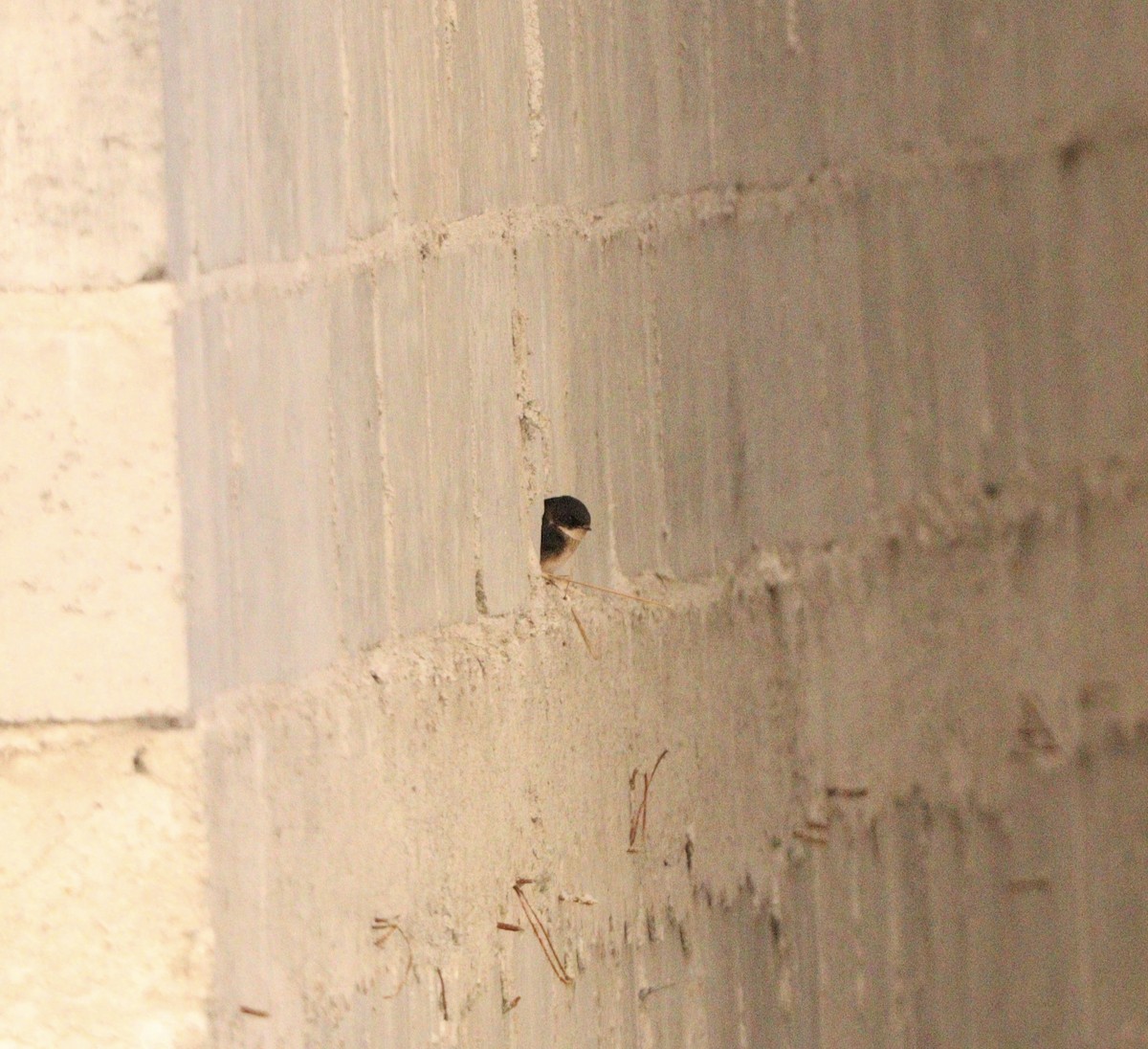 vlaštovka modrobílá - ML645564644