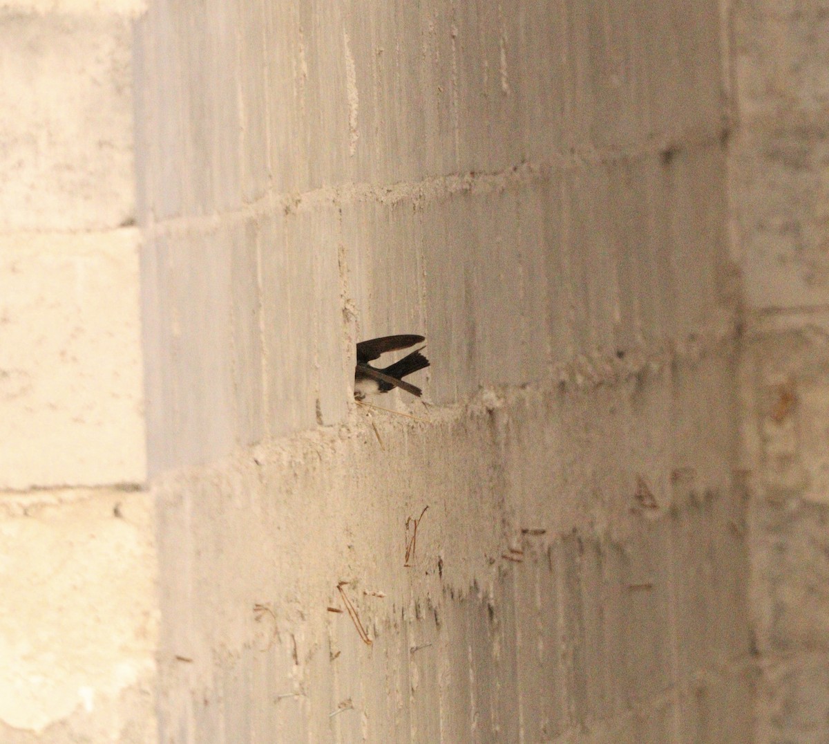 vlaštovka modrobílá - ML645564645