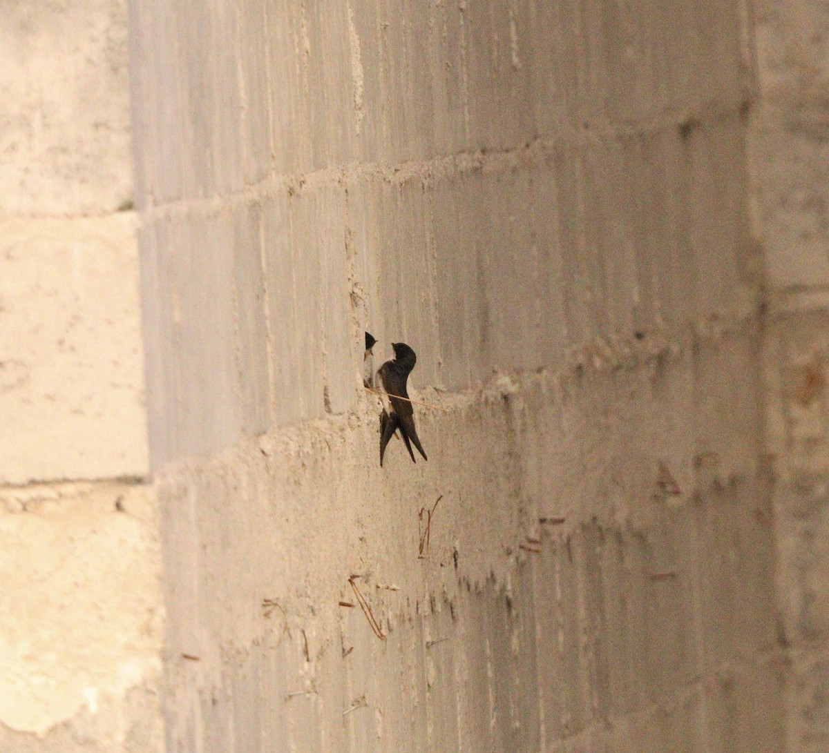 vlaštovka modrobílá - ML645564646