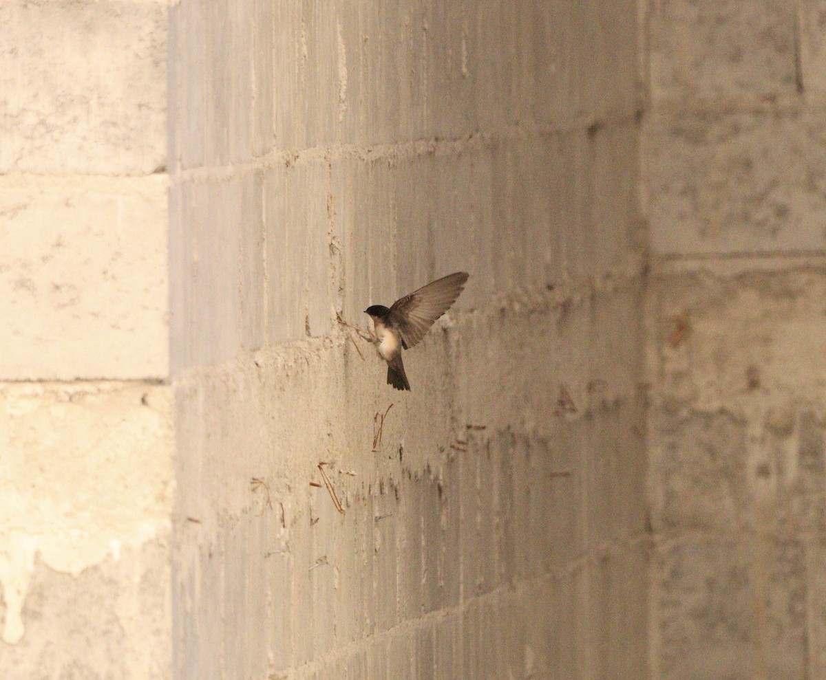 vlaštovka modrobílá - ML645564647