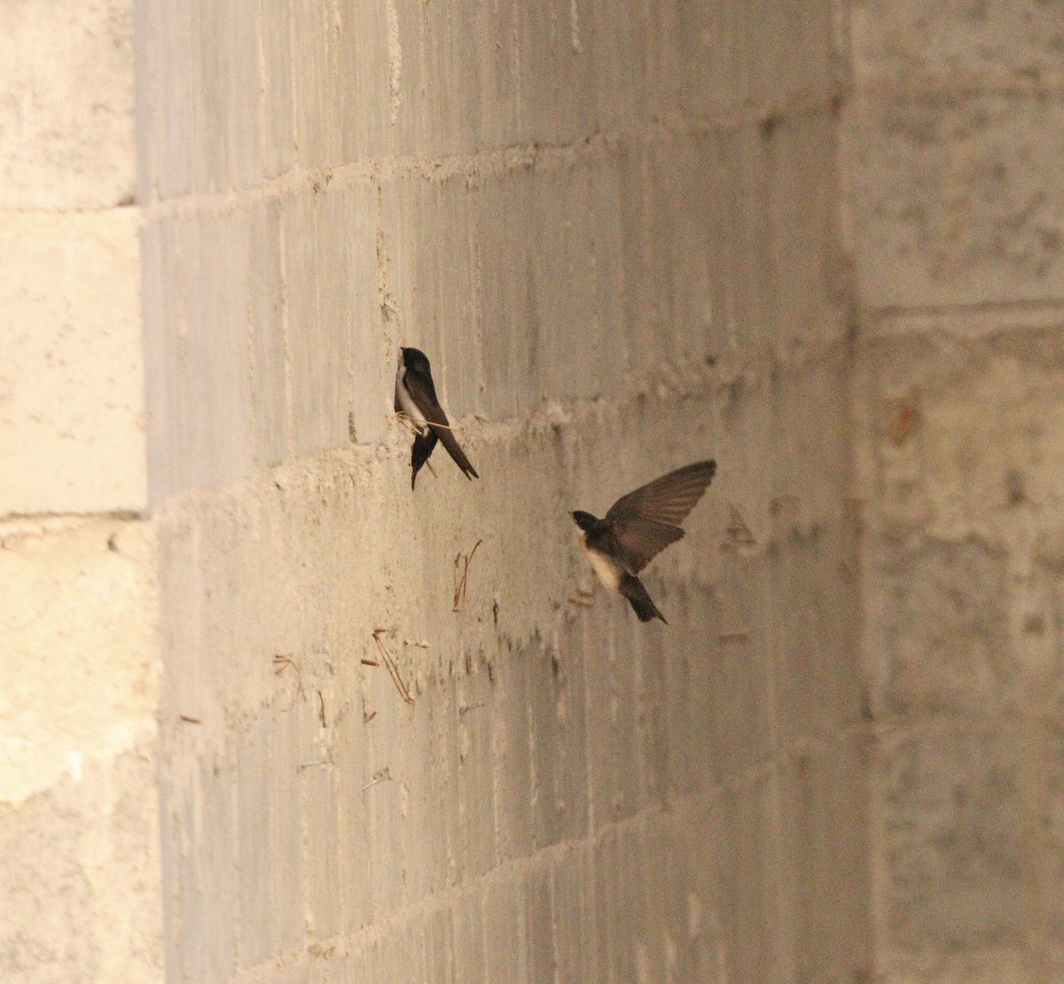 vlaštovka modrobílá - ML645564648