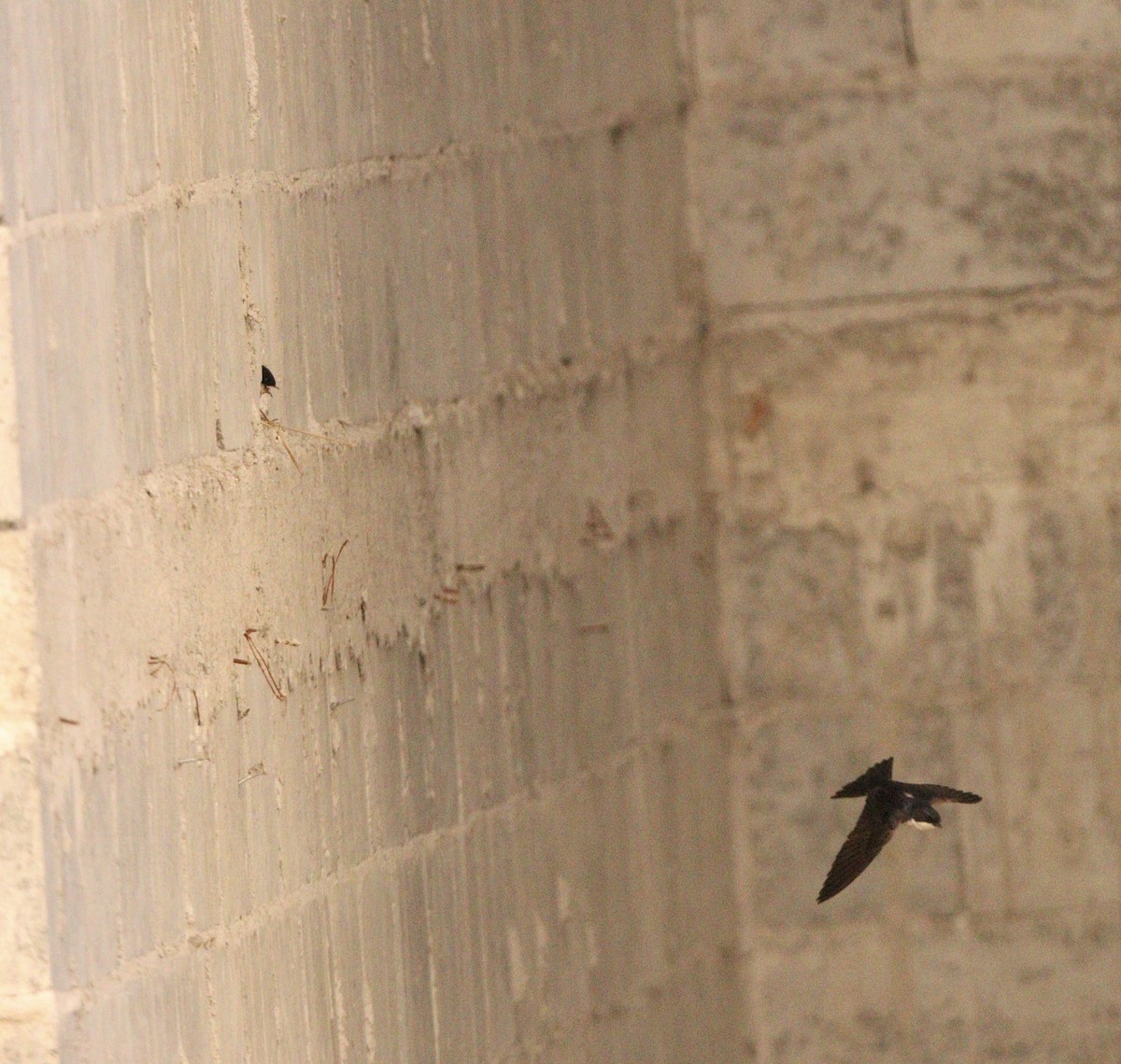 vlaštovka modrobílá - ML645564649