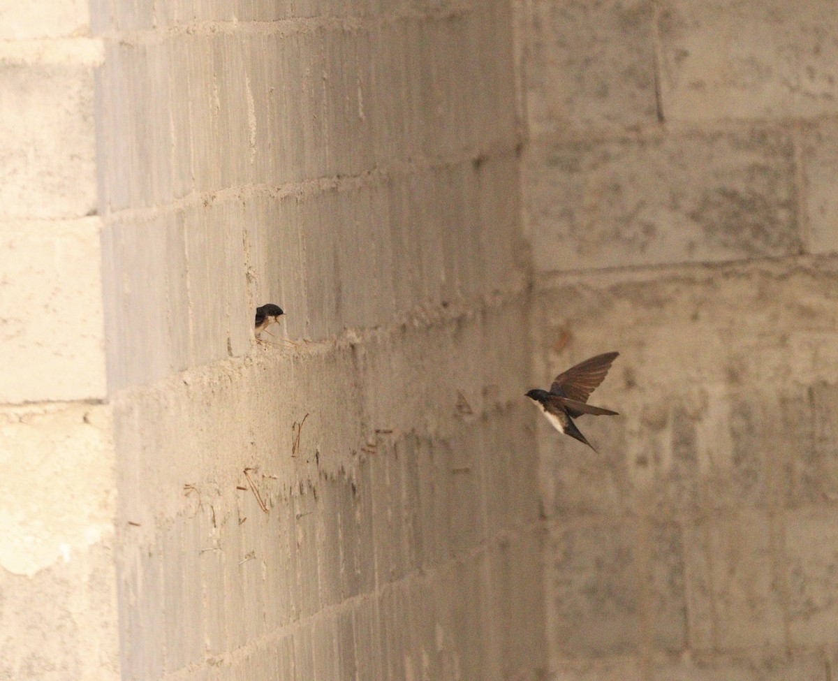 vlaštovka modrobílá - ML645564650