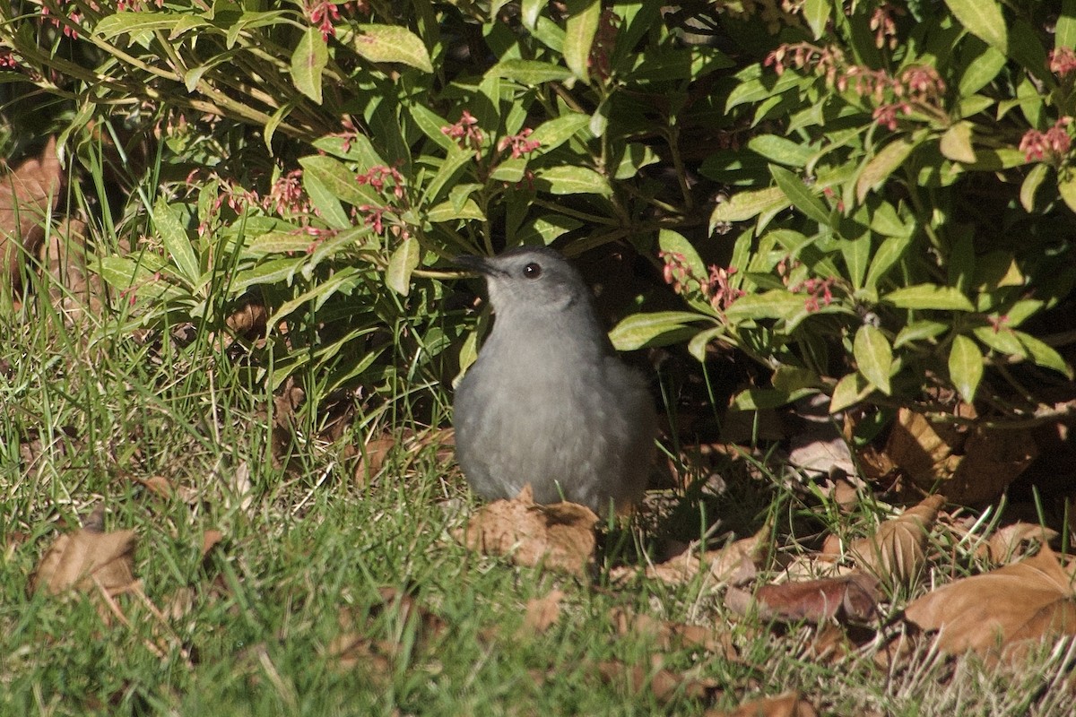 ימימן אמריקני - ML645564651