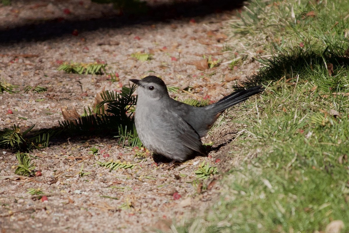 ימימן אמריקני - ML645564652