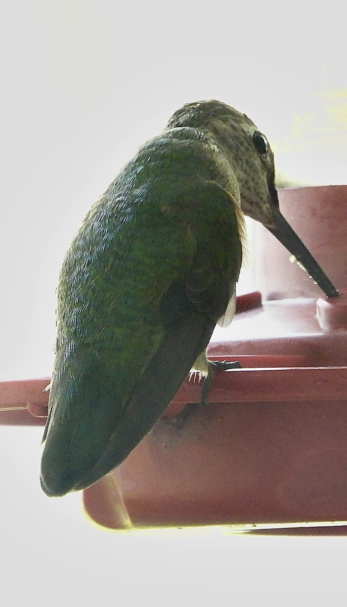 Broad-tailed Hummingbird - ML645564654