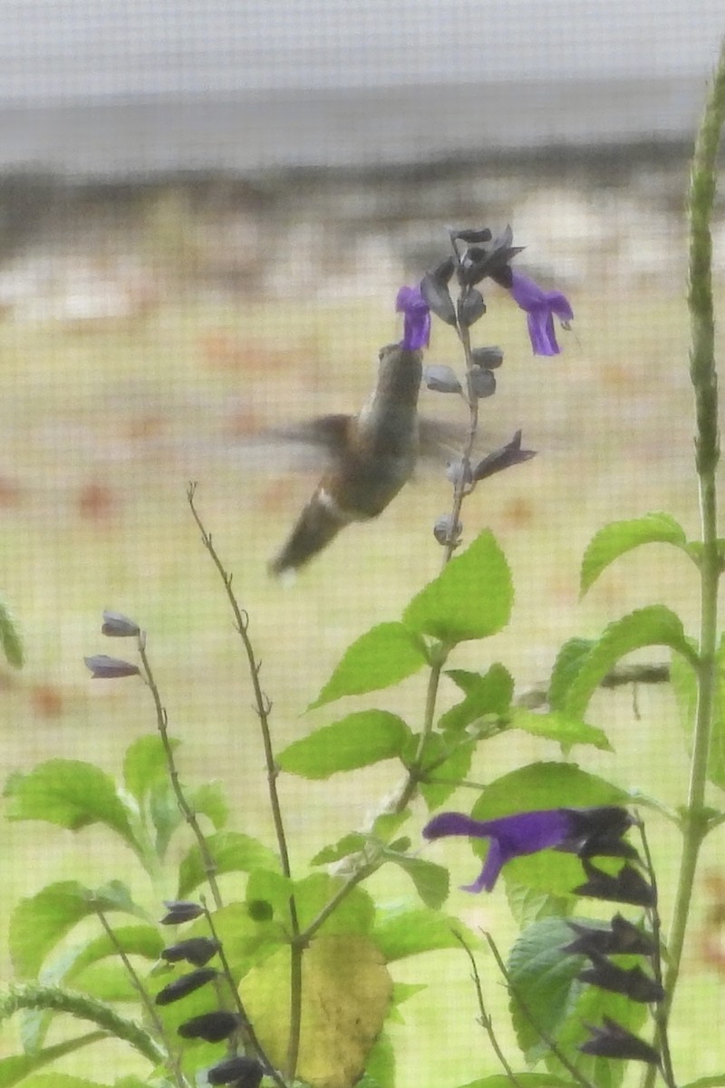 Broad-tailed Hummingbird - ML645564655