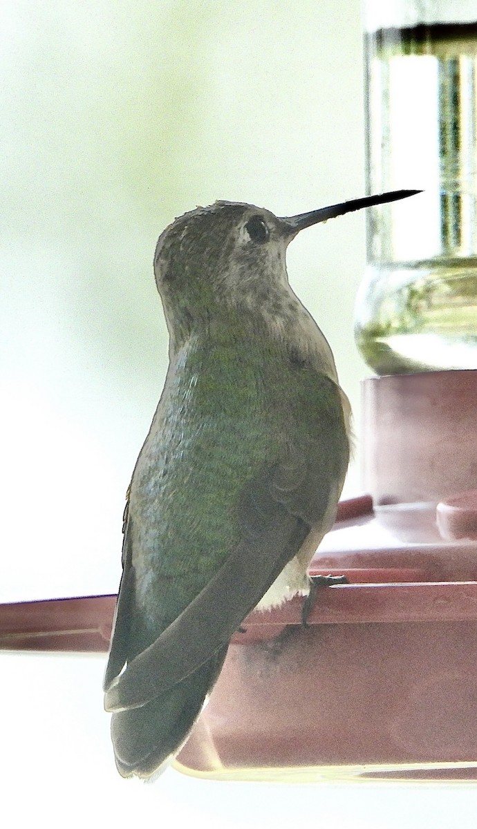 Broad-tailed Hummingbird - ML645564656