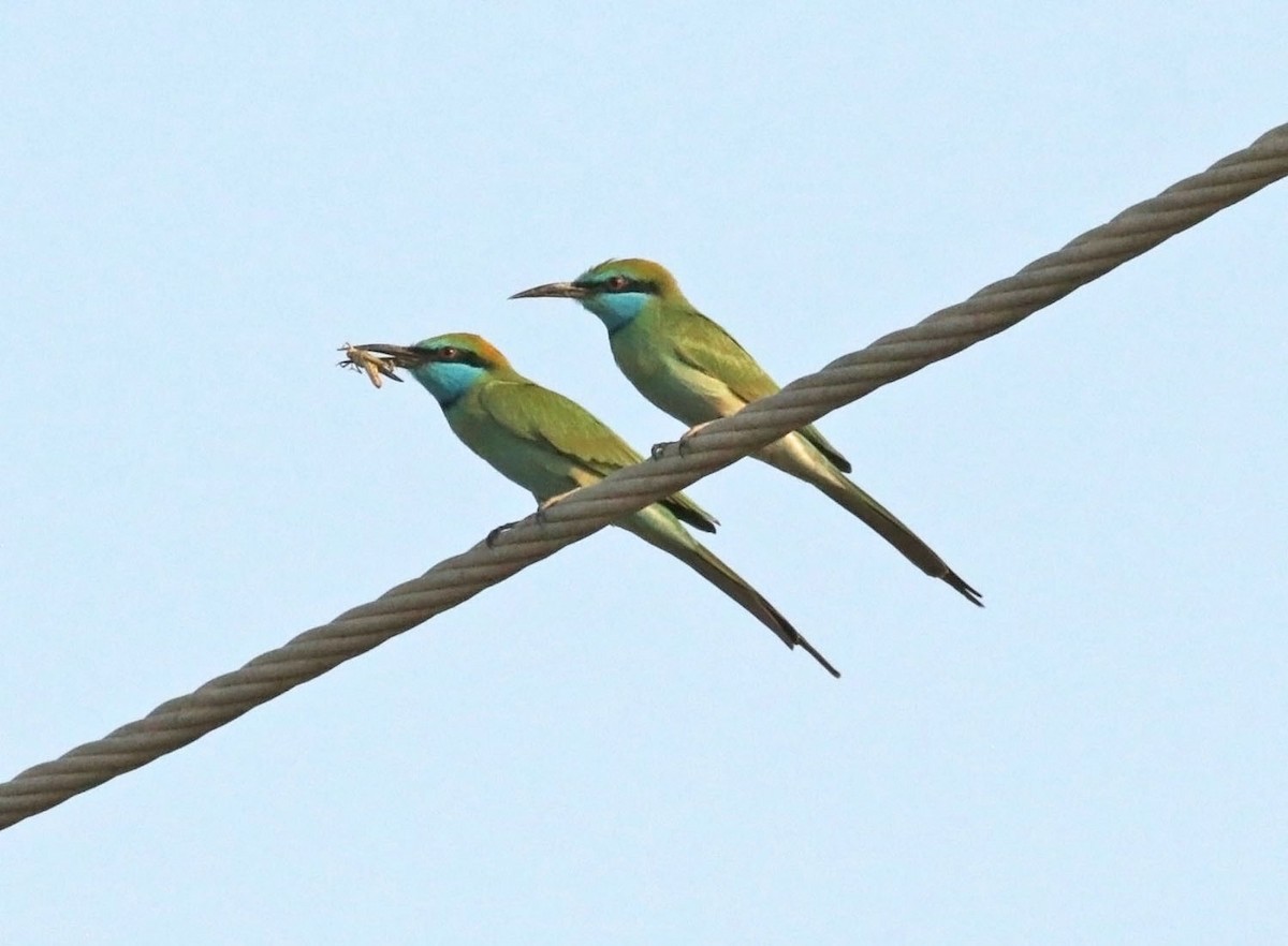 Erle-txori berde arabiarra - ML645564659