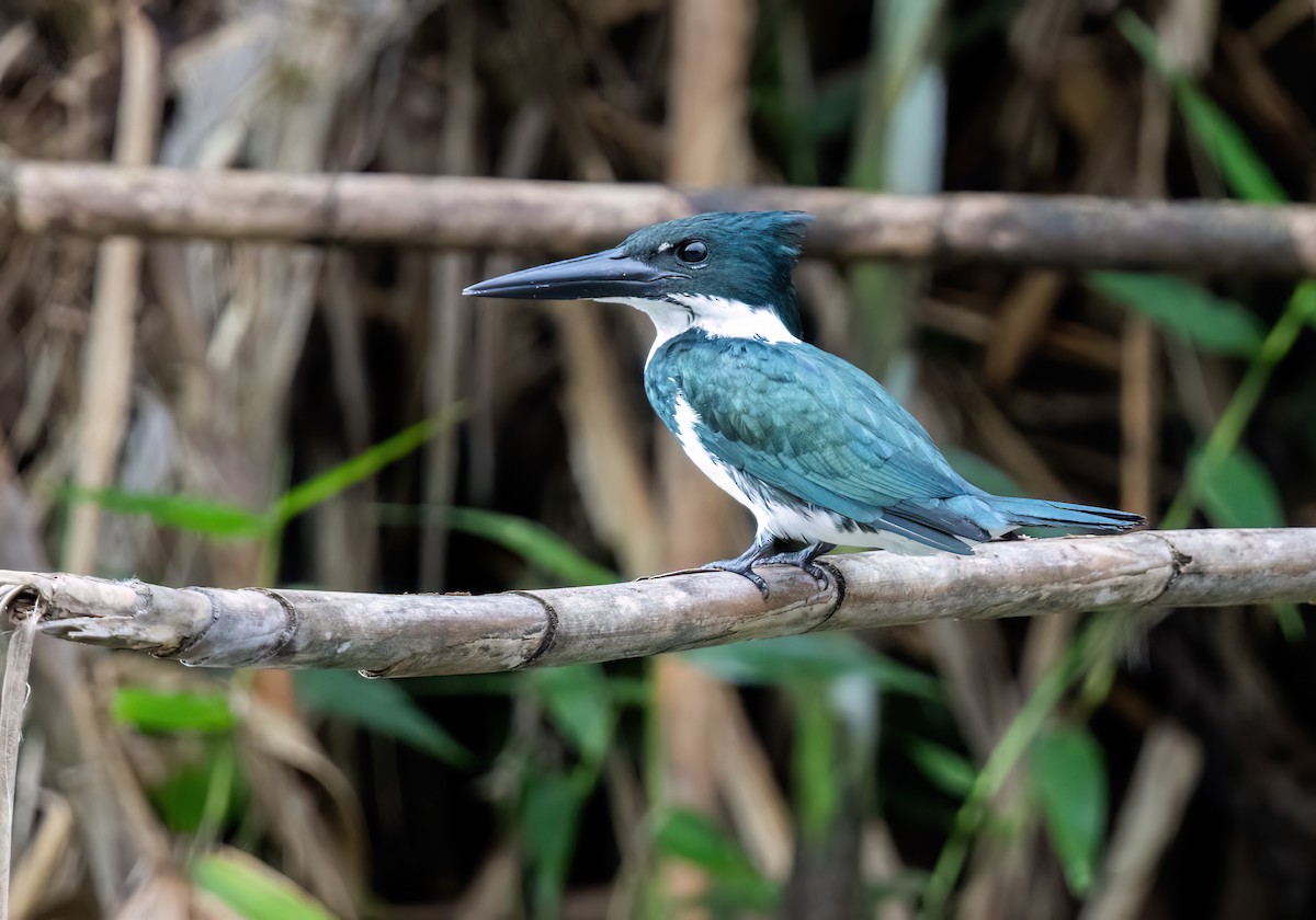 Amazon Kingfisher - ML645564660