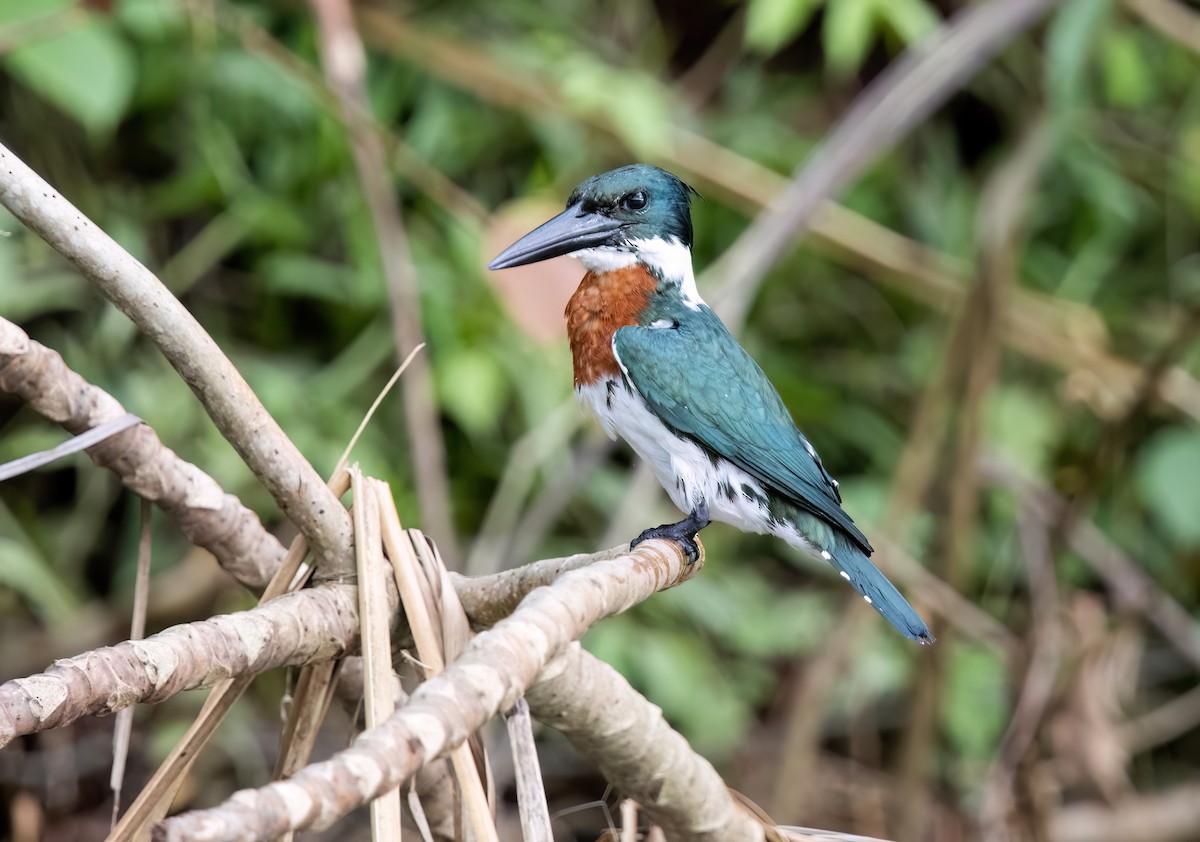 Amazon Kingfisher - ML645564661