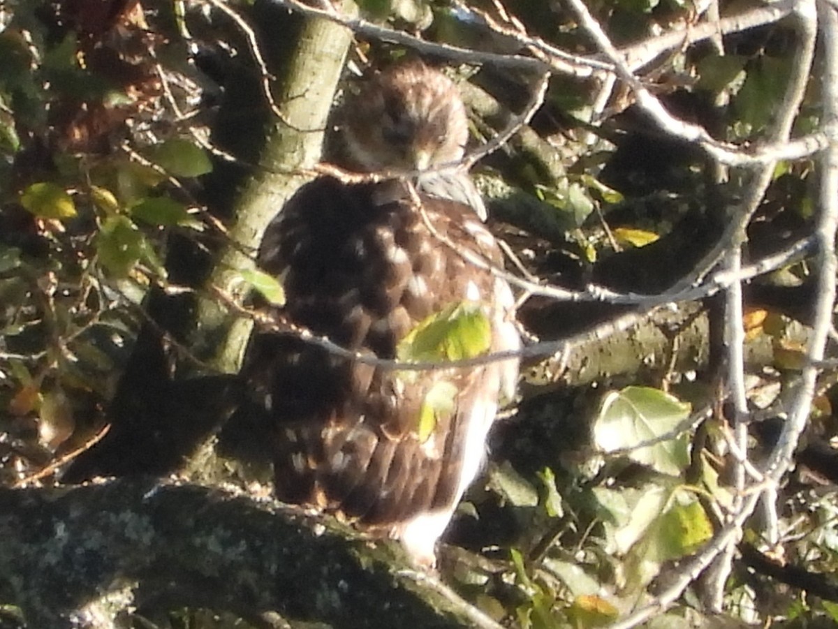 Accipitrine hawk sp. (former Accipiter sp.) - ML645564665