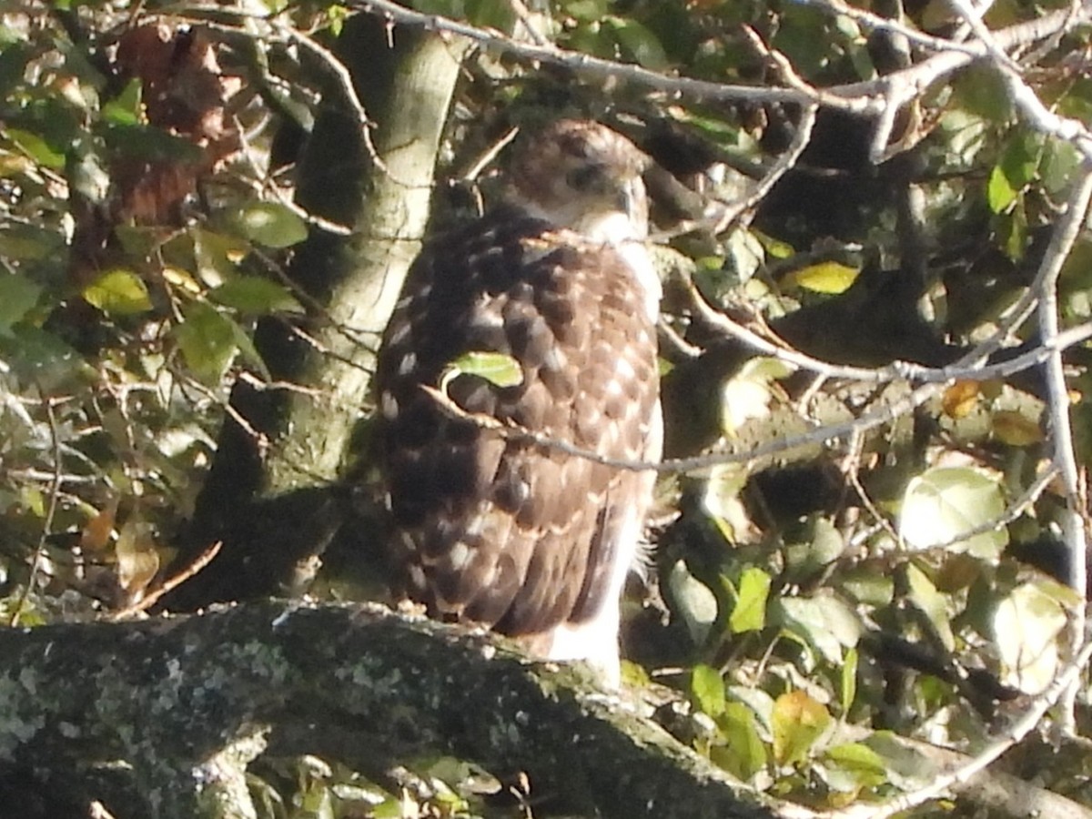 Accipitrine hawk sp. (former Accipiter sp.) - ML645564666