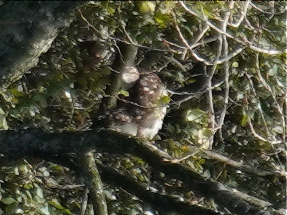 Accipitrine hawk sp. (former Accipiter sp.) - ML645564668
