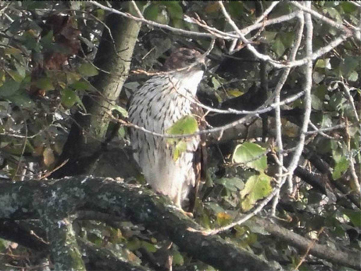 Accipitrine hawk sp. (former Accipiter sp.) - ML645564670