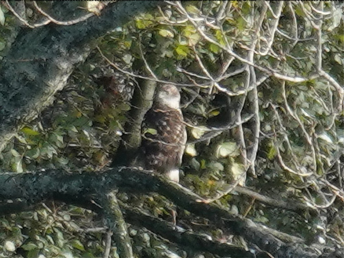 נץ בלתי-מזוהה - ML645564671