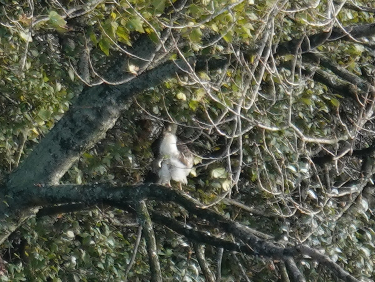 Accipitrine hawk sp. (former Accipiter sp.) - ML645564672