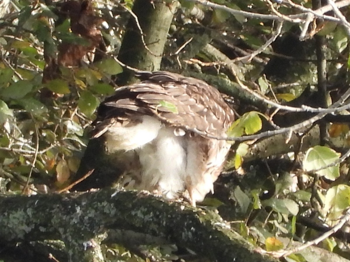 Accipitrine hawk sp. (former Accipiter sp.) - ML645564673