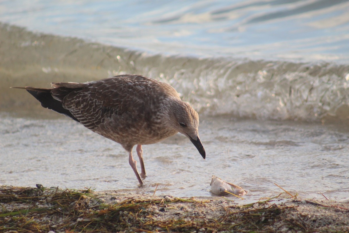 Lesser Black-backed Gull - ML645564674