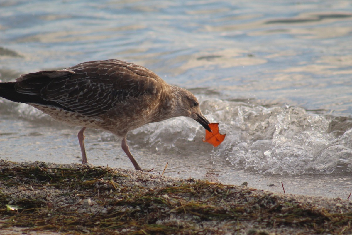 Lesser Black-backed Gull - ML645564675